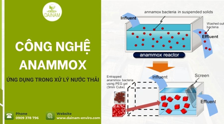 Công Nghệ Anammox Ứng Dụng Trong Xử Lý Nước Thải